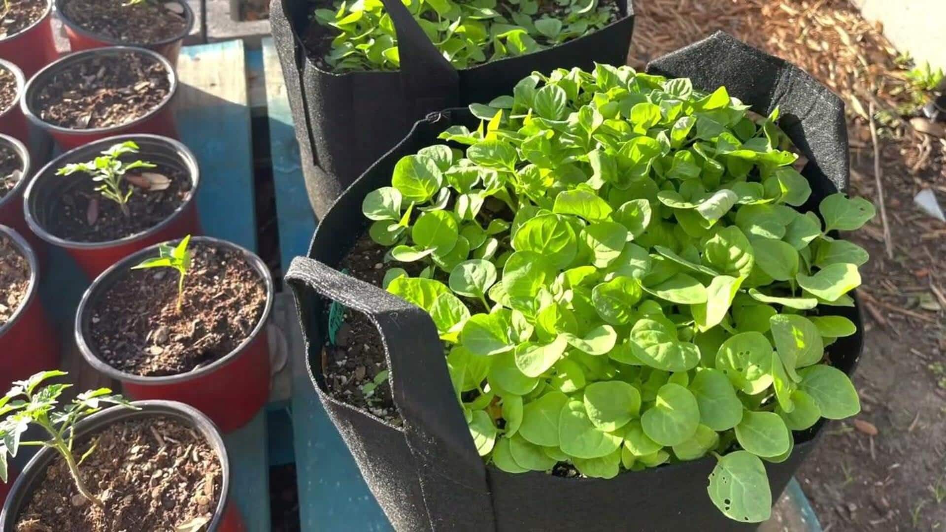 Njama njama: A leafy green with huge health benefits 