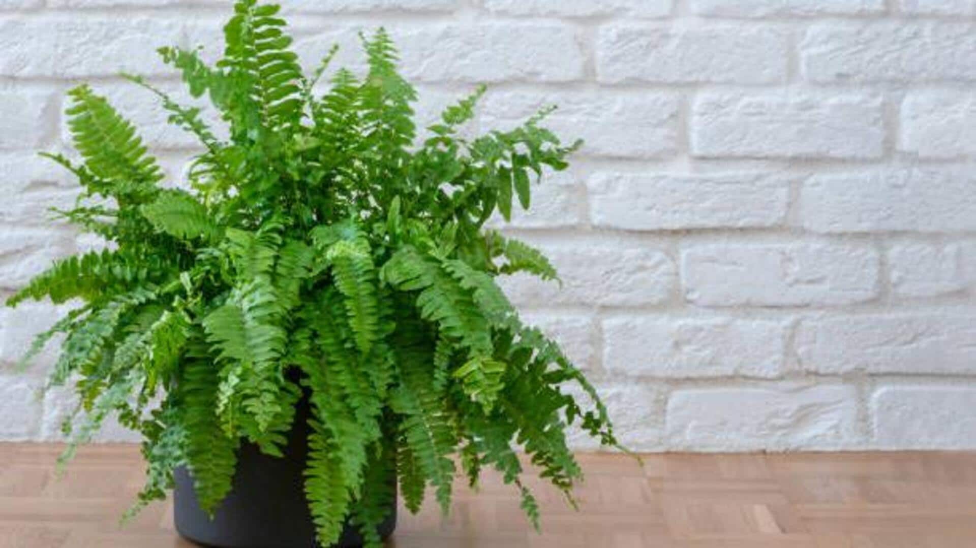 How to keep indoor ferns pest-free