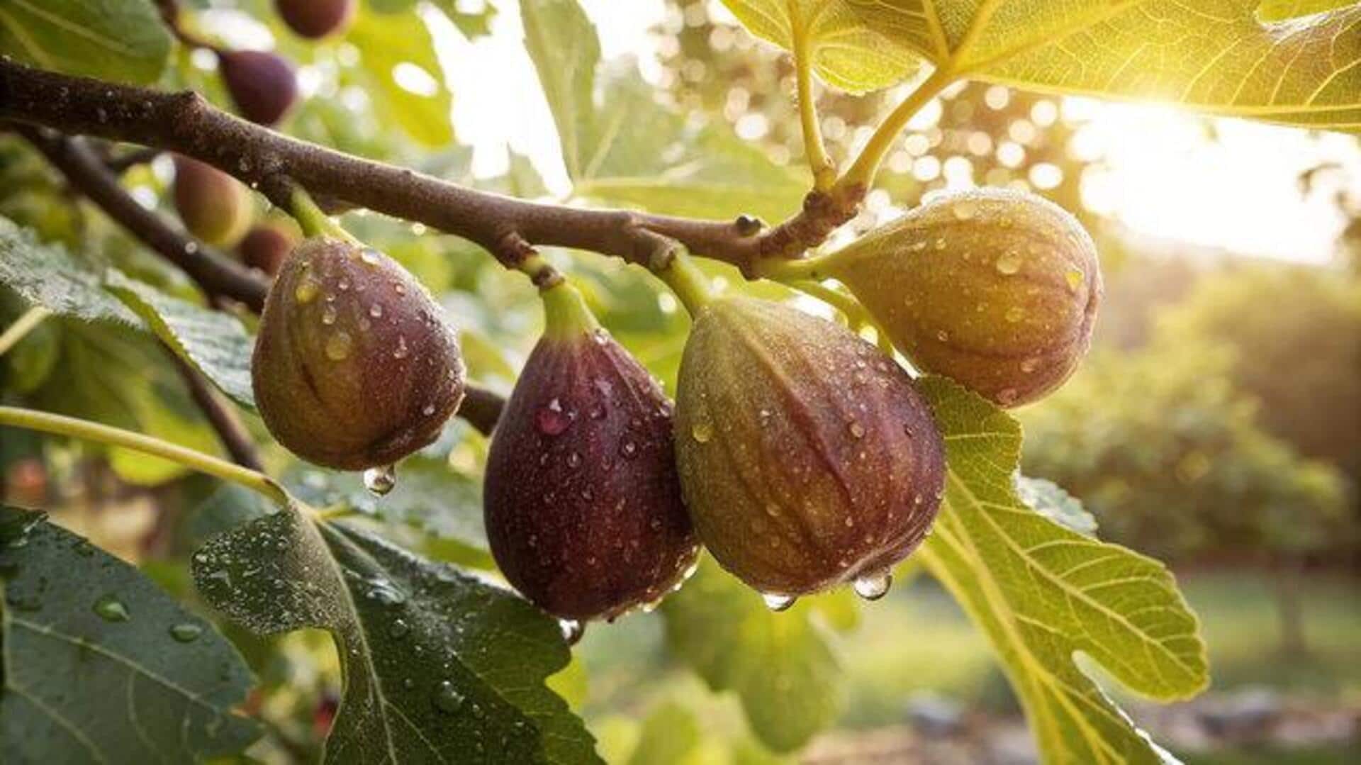 Gardening 101: How to grow dwarf fig trees 
