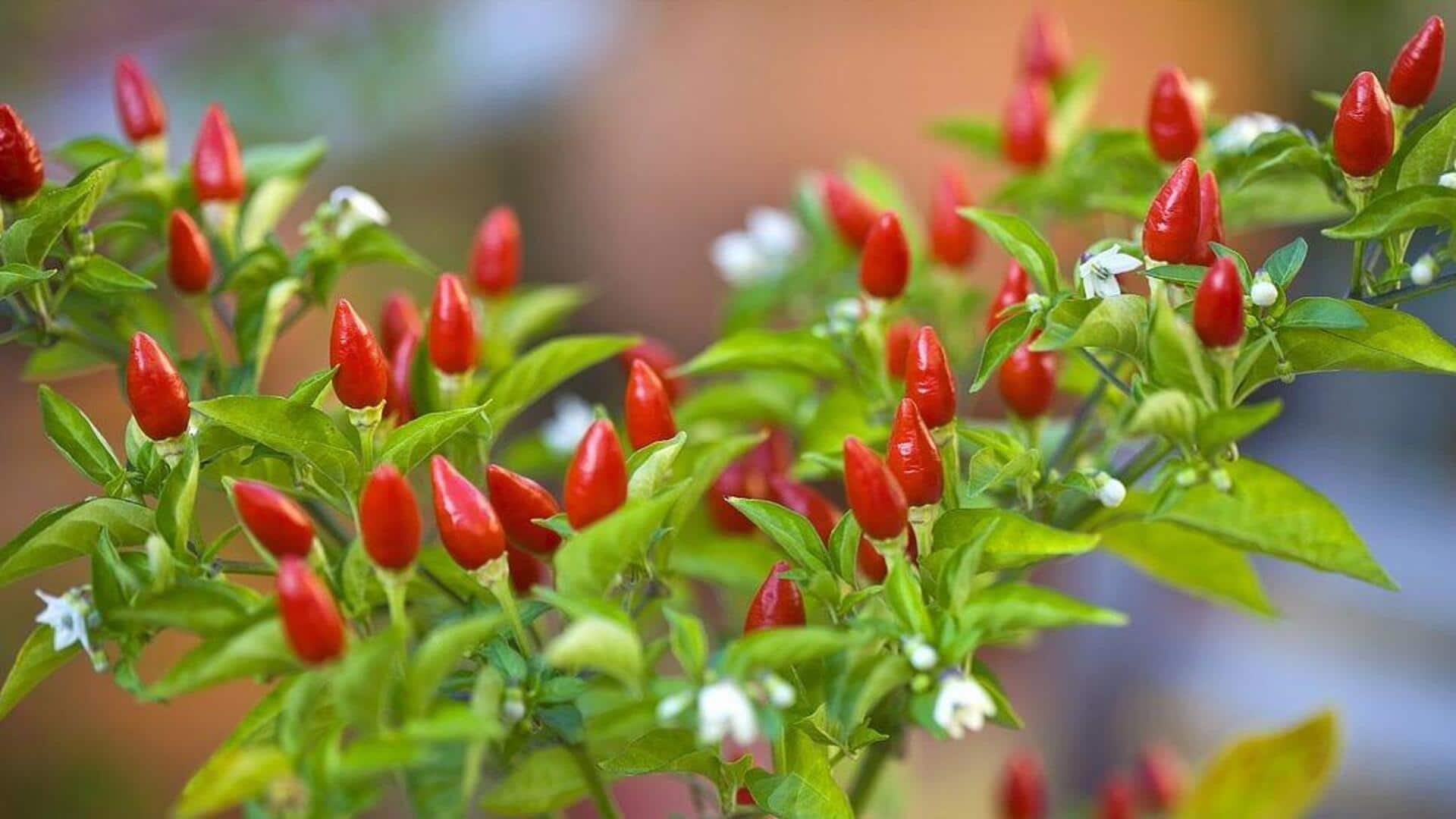 Essential spices for classic Portuguese piri-piri