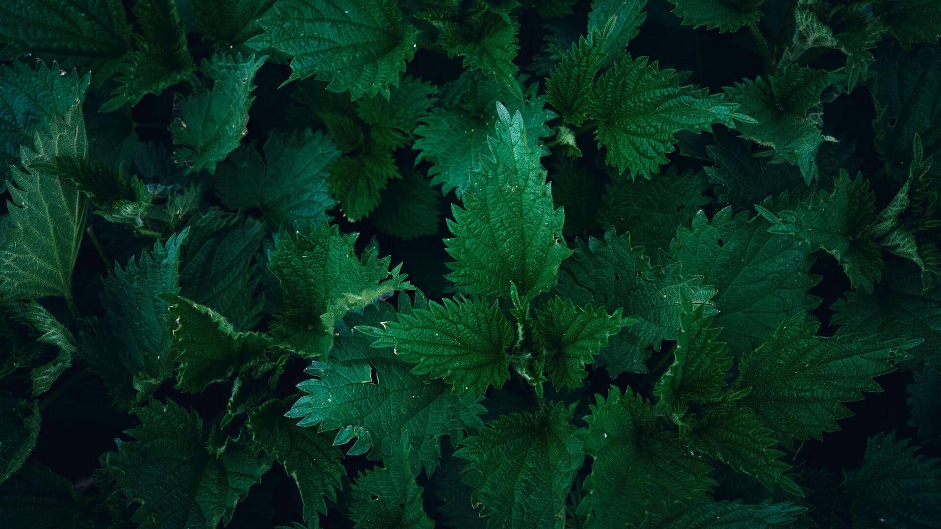 Nettle: The overlooked herb with big health benefits