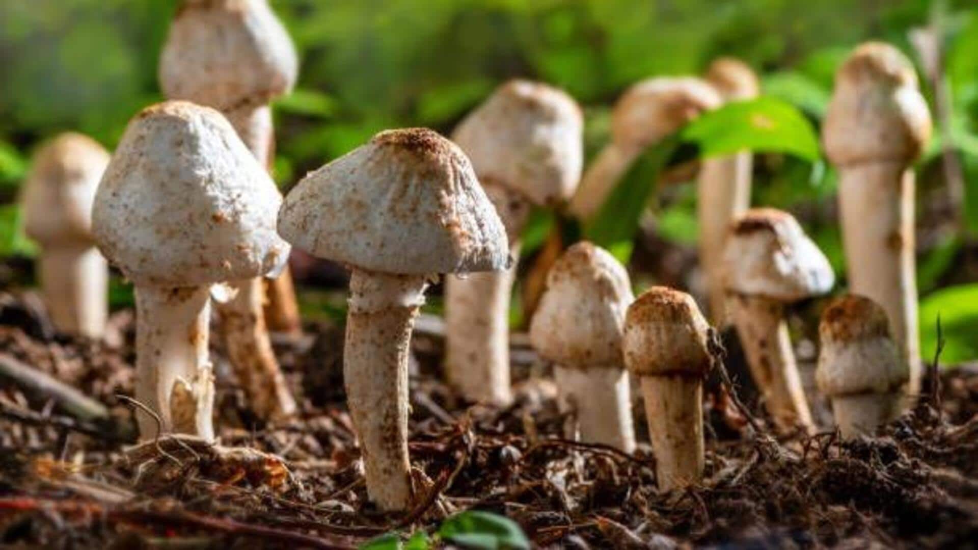 Termite mushrooms: A lesser-known delicacy