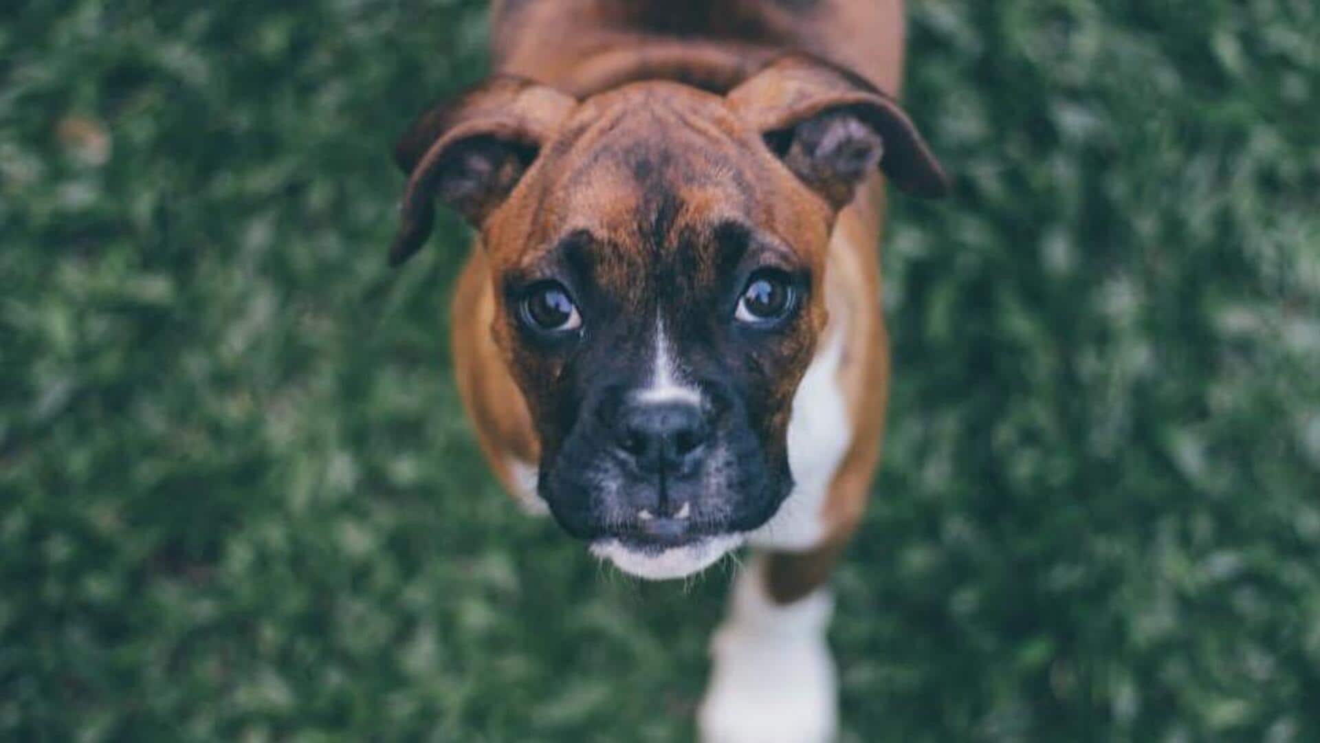 Muscle toning exercises for your Boxer dog