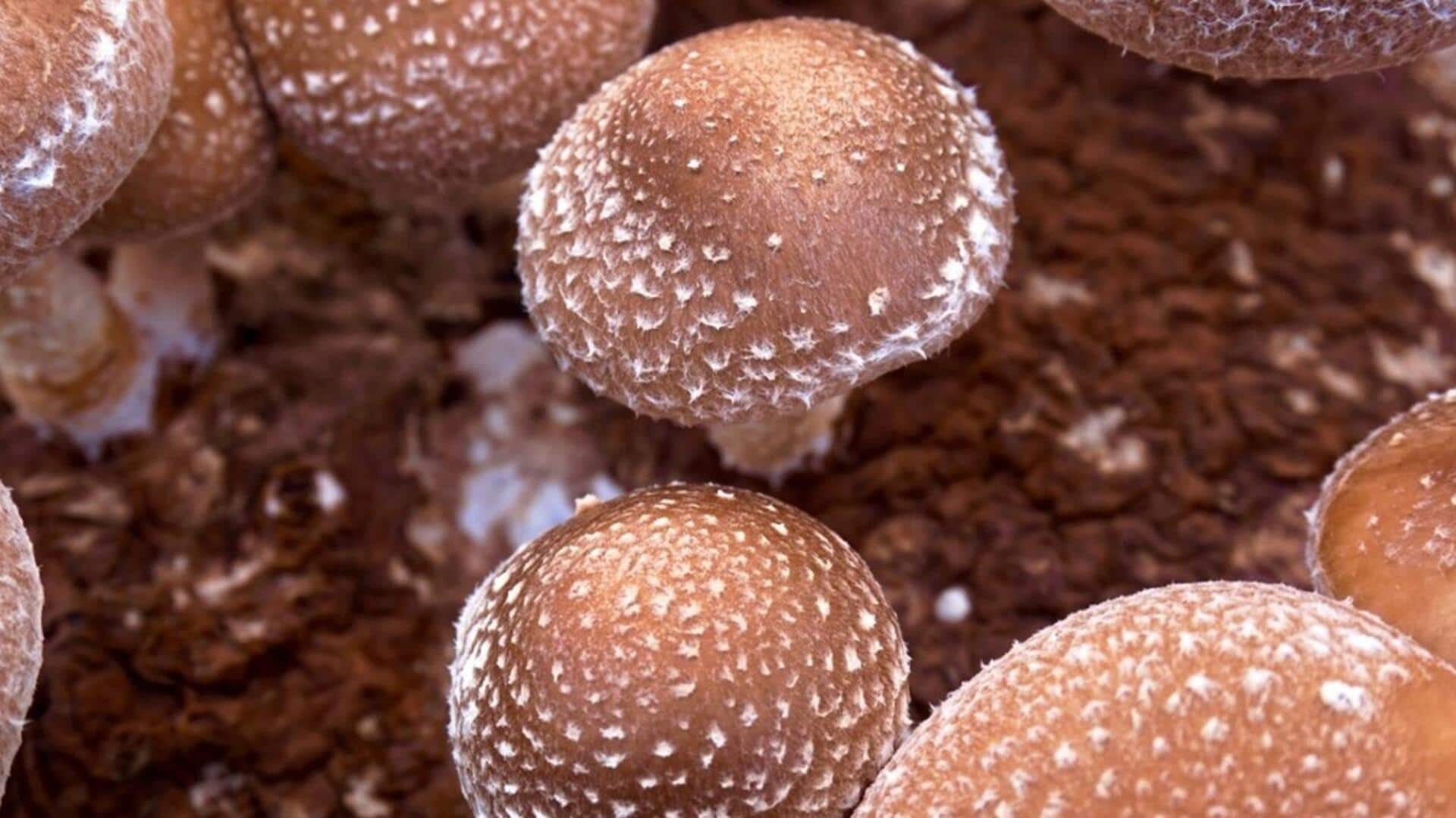 Cultivating edible mushrooms in coffee grounds