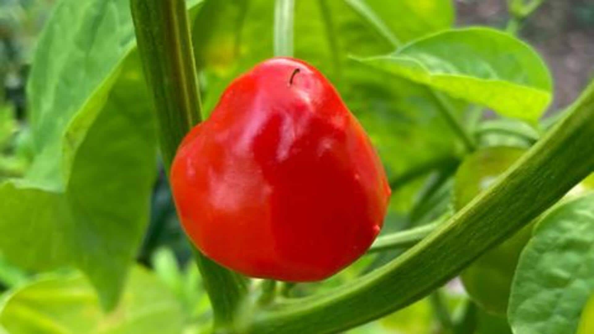 Grow peppadew peppers in balcony containers with these tips