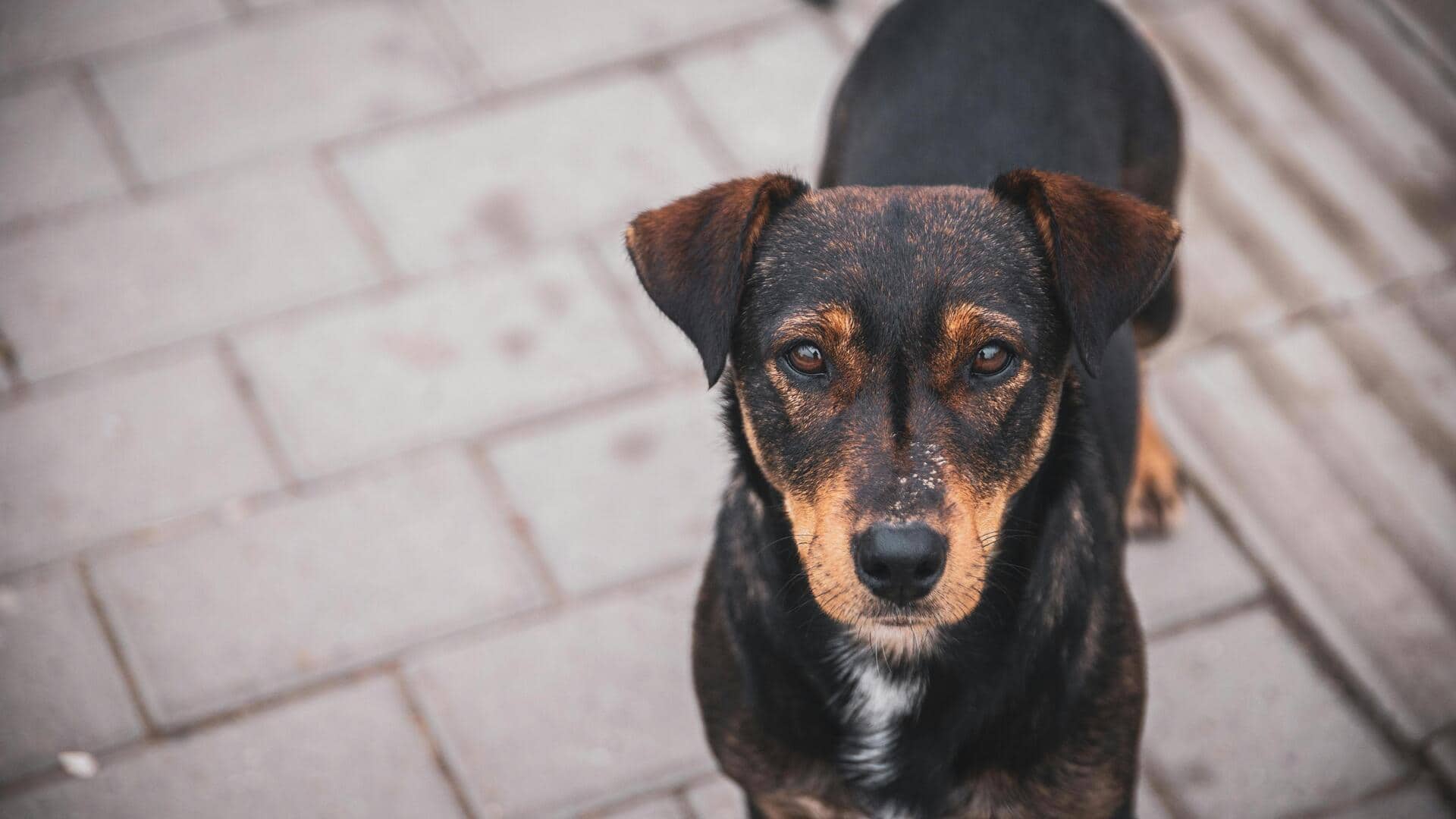 Chemical-free paw cleaning tricks your dog will love