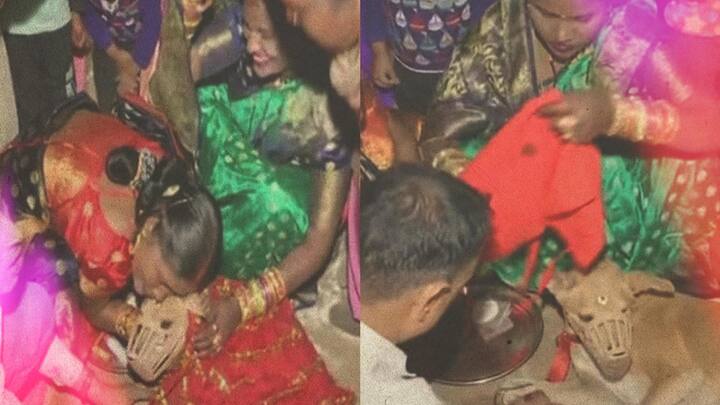 #SweetyWedsSheru: Gurugram couple hosts dog wedding, organizes dhols and 'haldi'