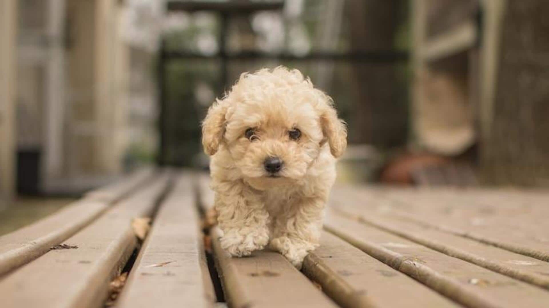 Bichon frise eyes outlet tear staining