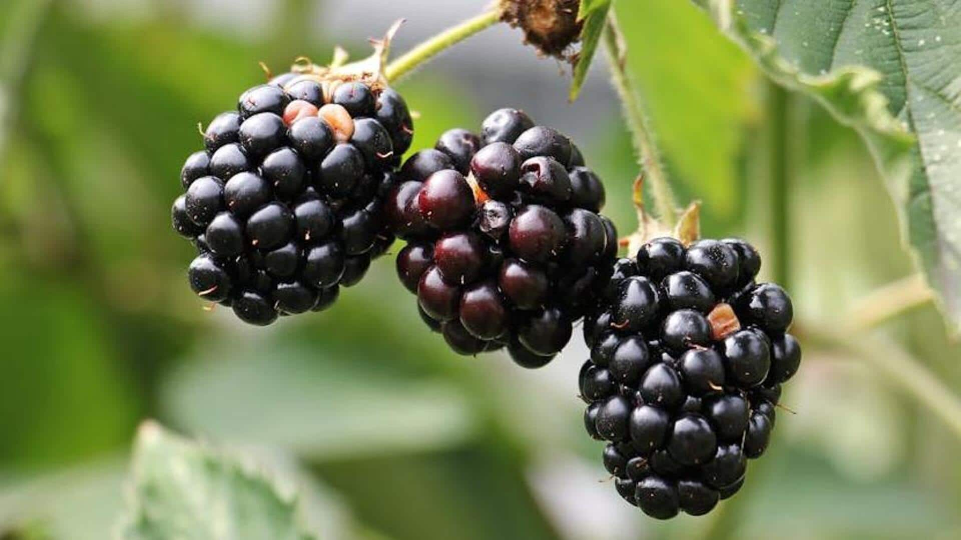 Unique culinary twists with plump blackberries