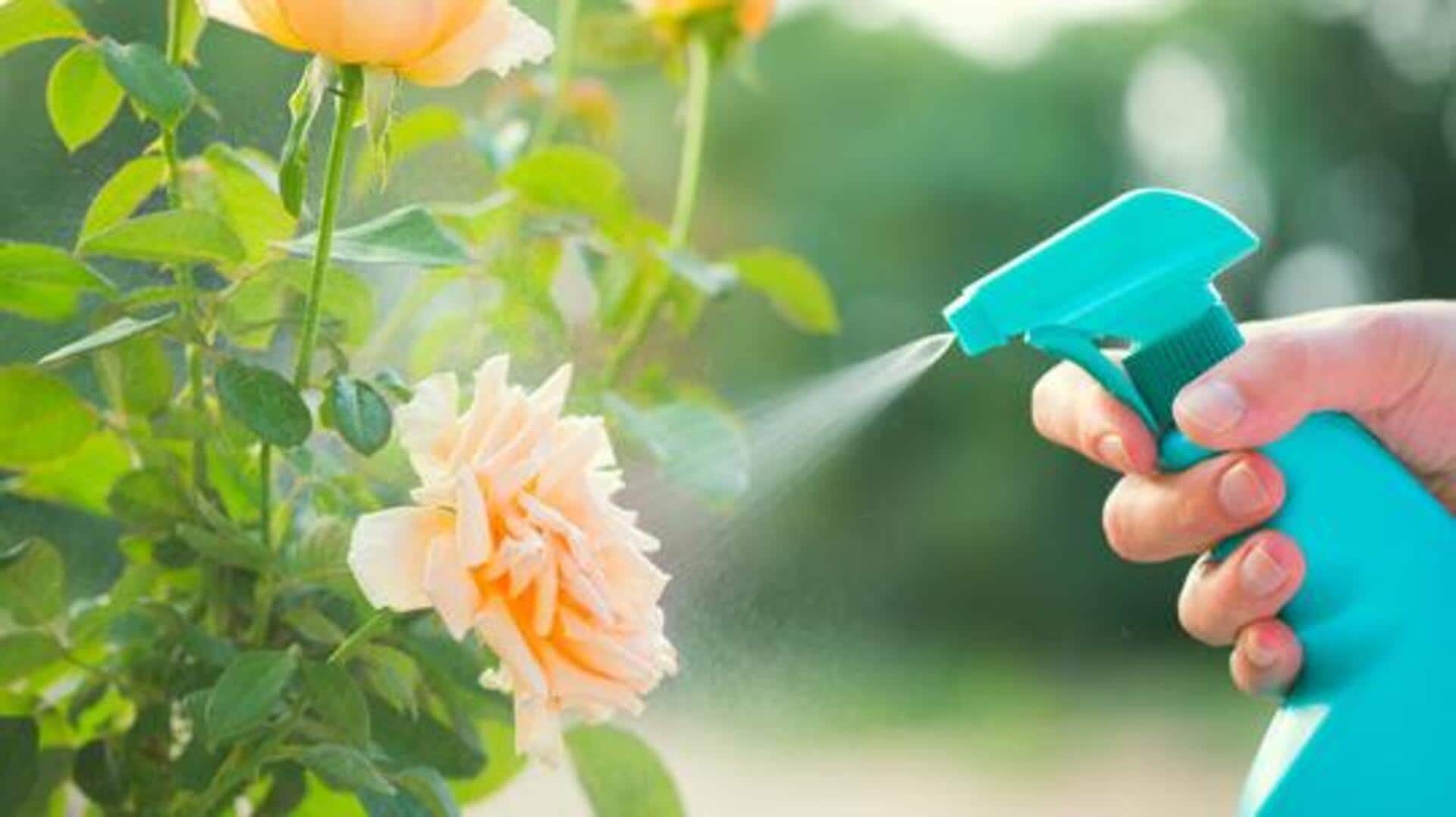 Nourish your houseplants with these gentle sprays