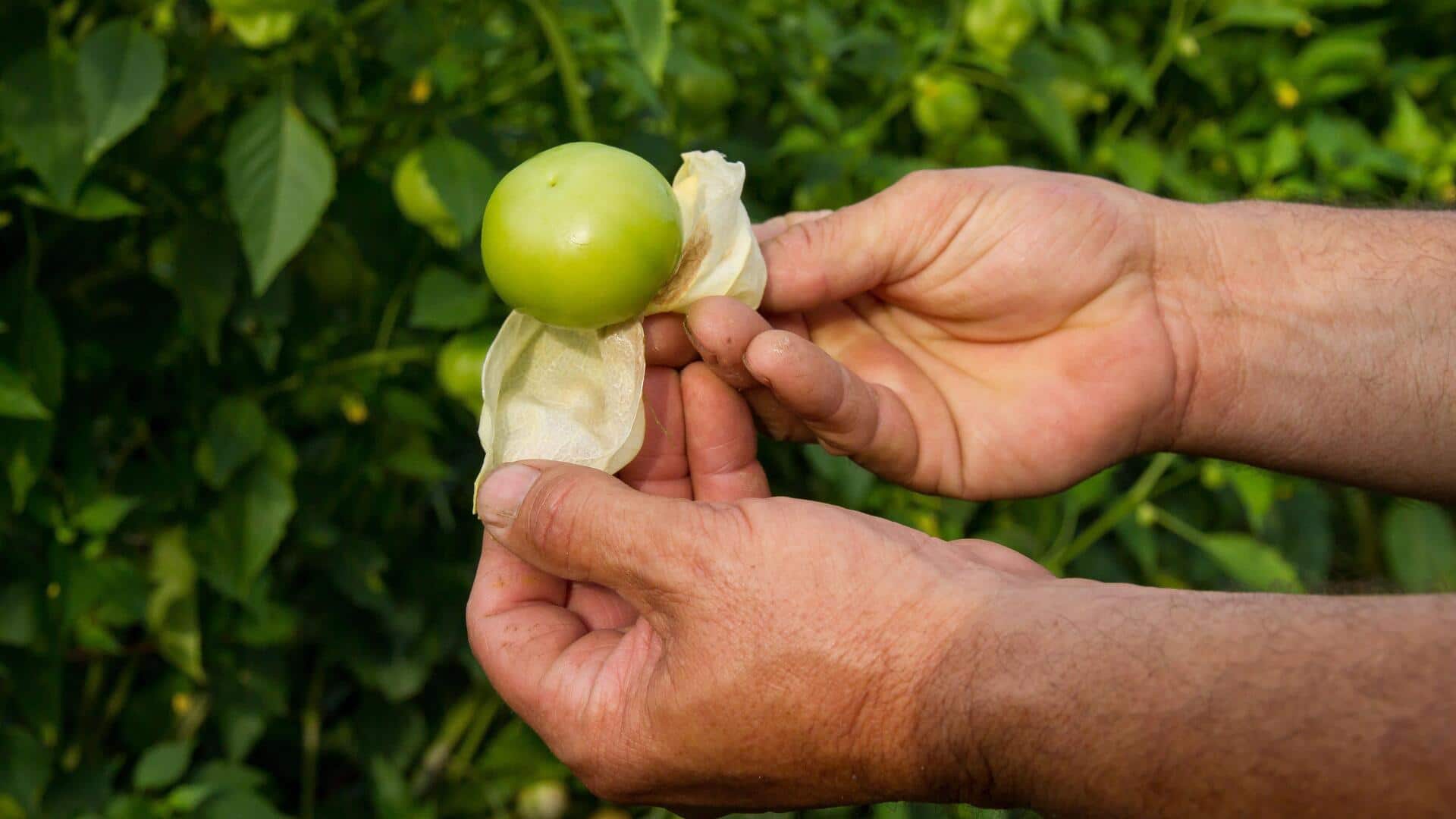 How to grow tomatillos in hanging baskets