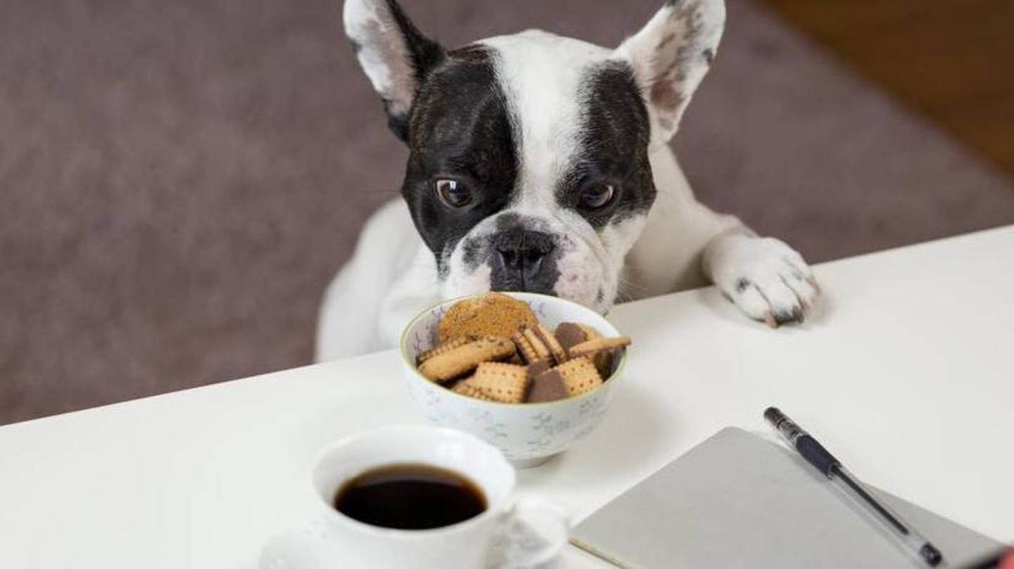 Some dishes you can make at home for your pooch