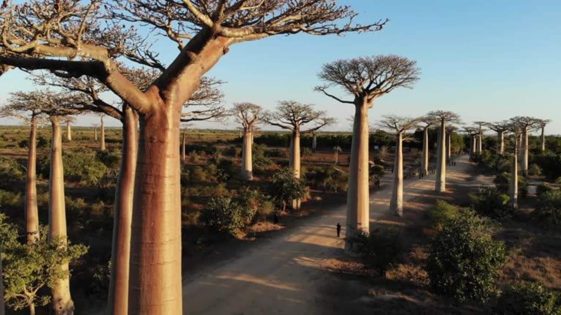 5 health benefits of baobab roots 5 health benefits of baobab roots