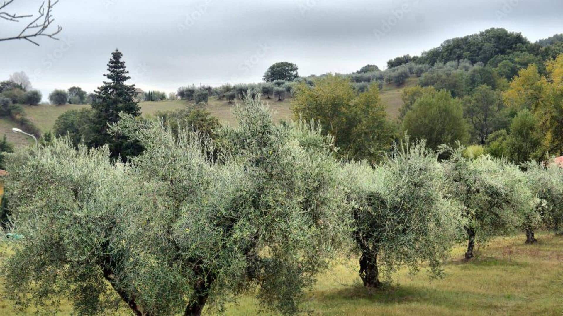 Exploring ancient olive groves in the Mediterranean