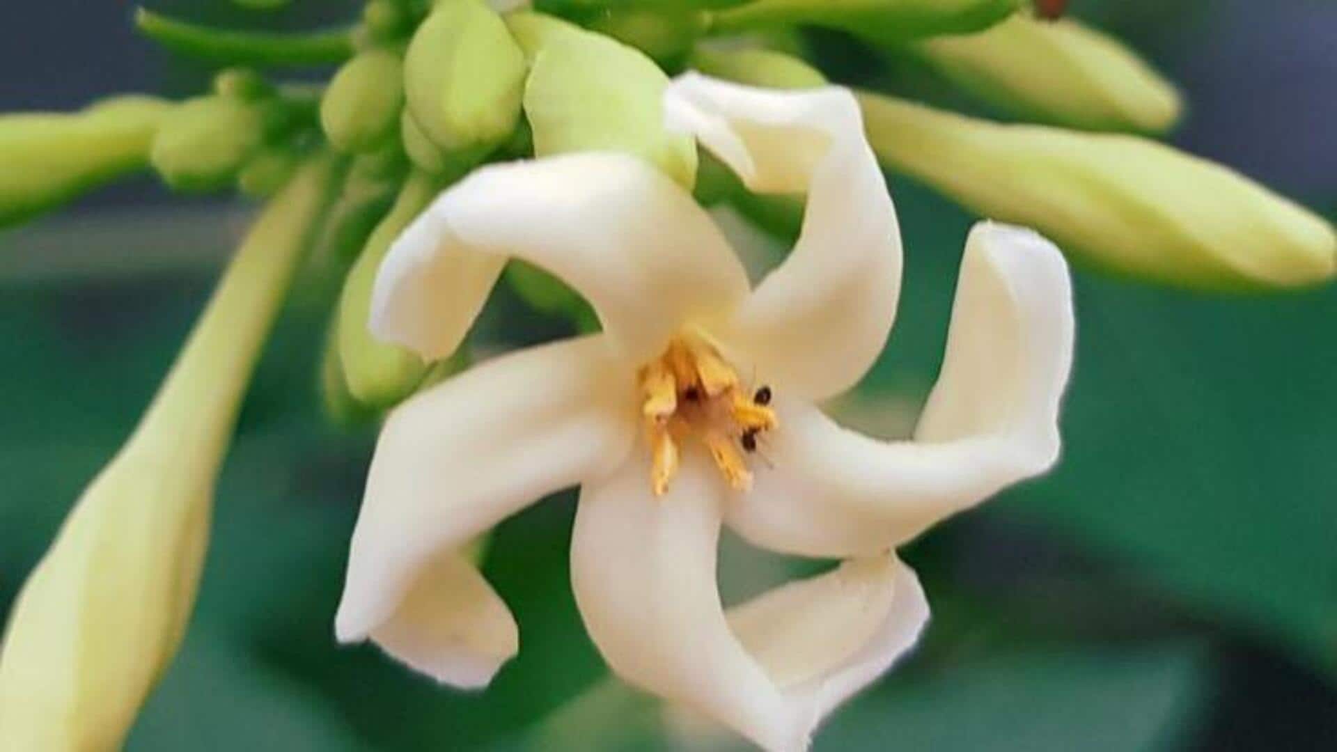 5 delicious ways to use papaya flowers