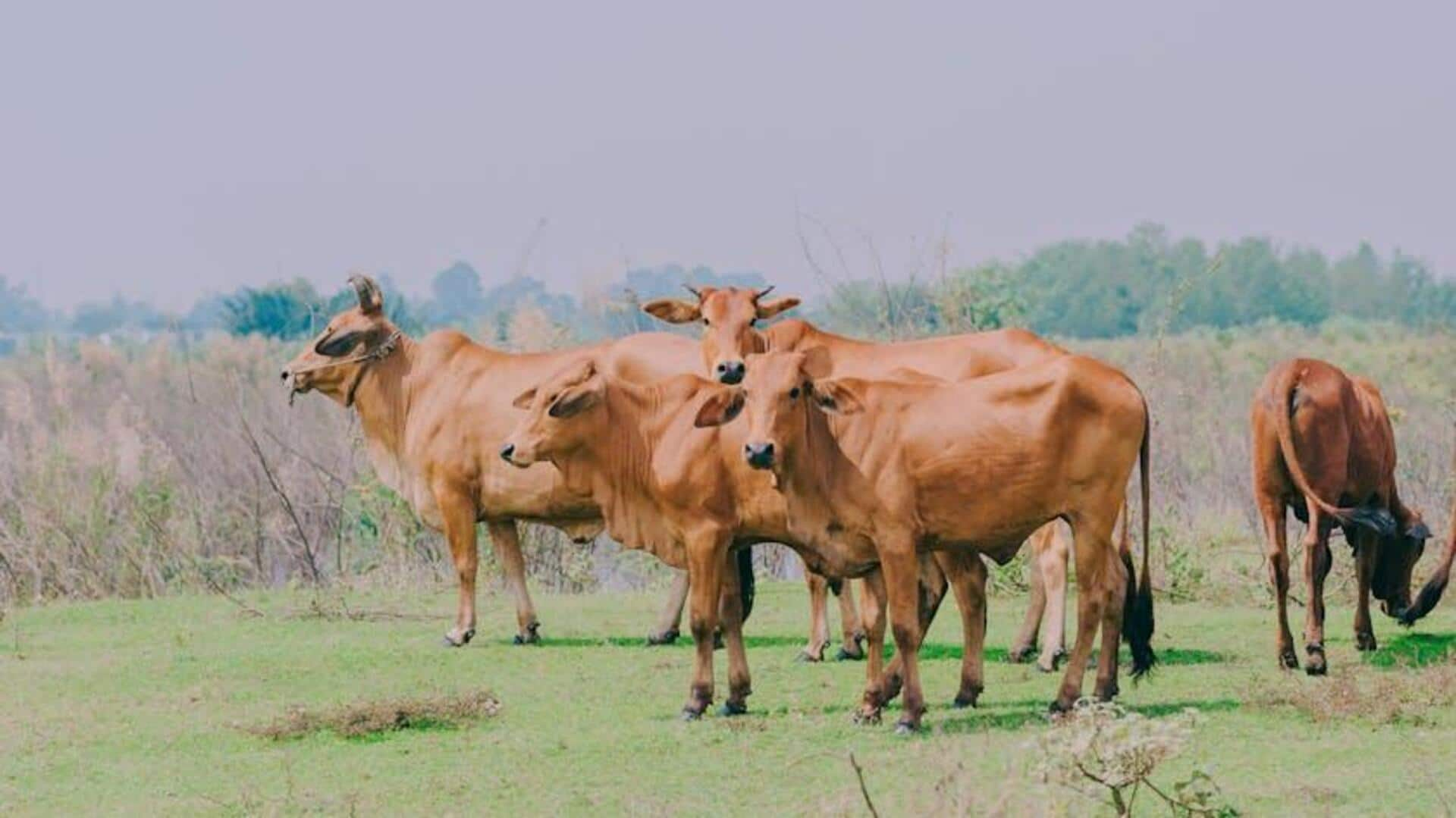 Why livestock loans could be the future of Indian farming 