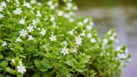 How to use brahmi leaves in cooking