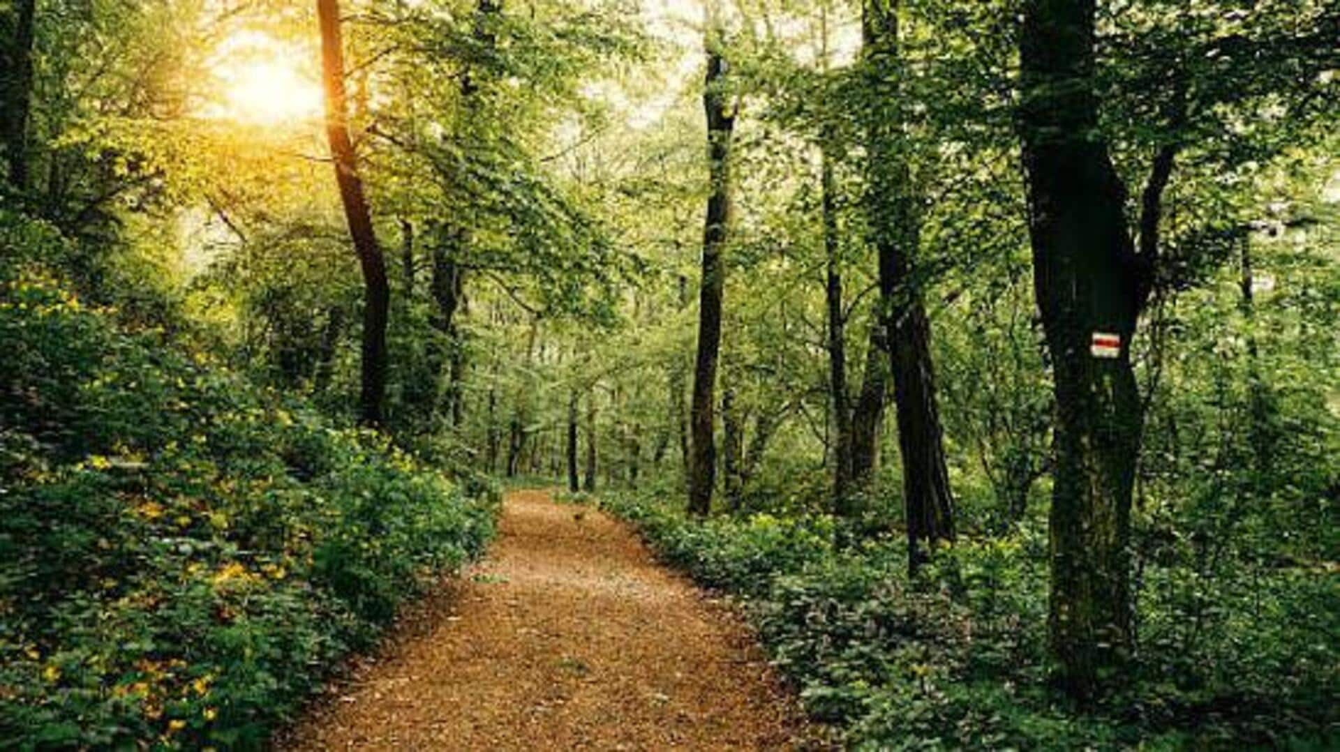 These forest trails are a dream for nature lovers 