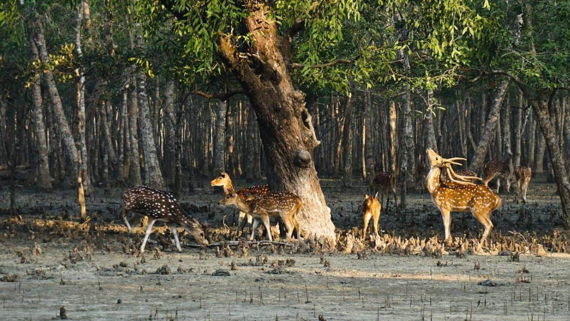 Enjoy a mystical night safari in the Sundarbans