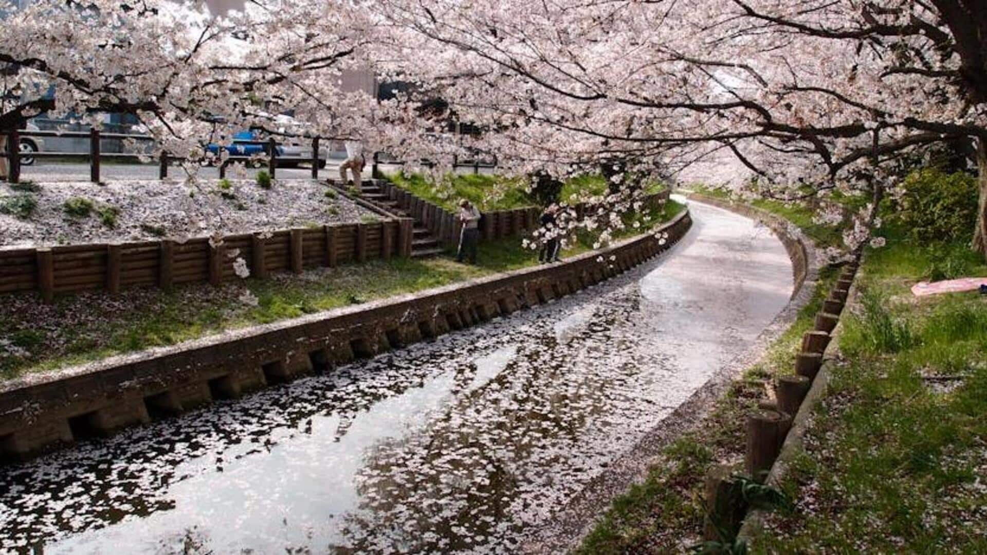 Tokyo's cherry blossom spectacle is an unmissable attraction