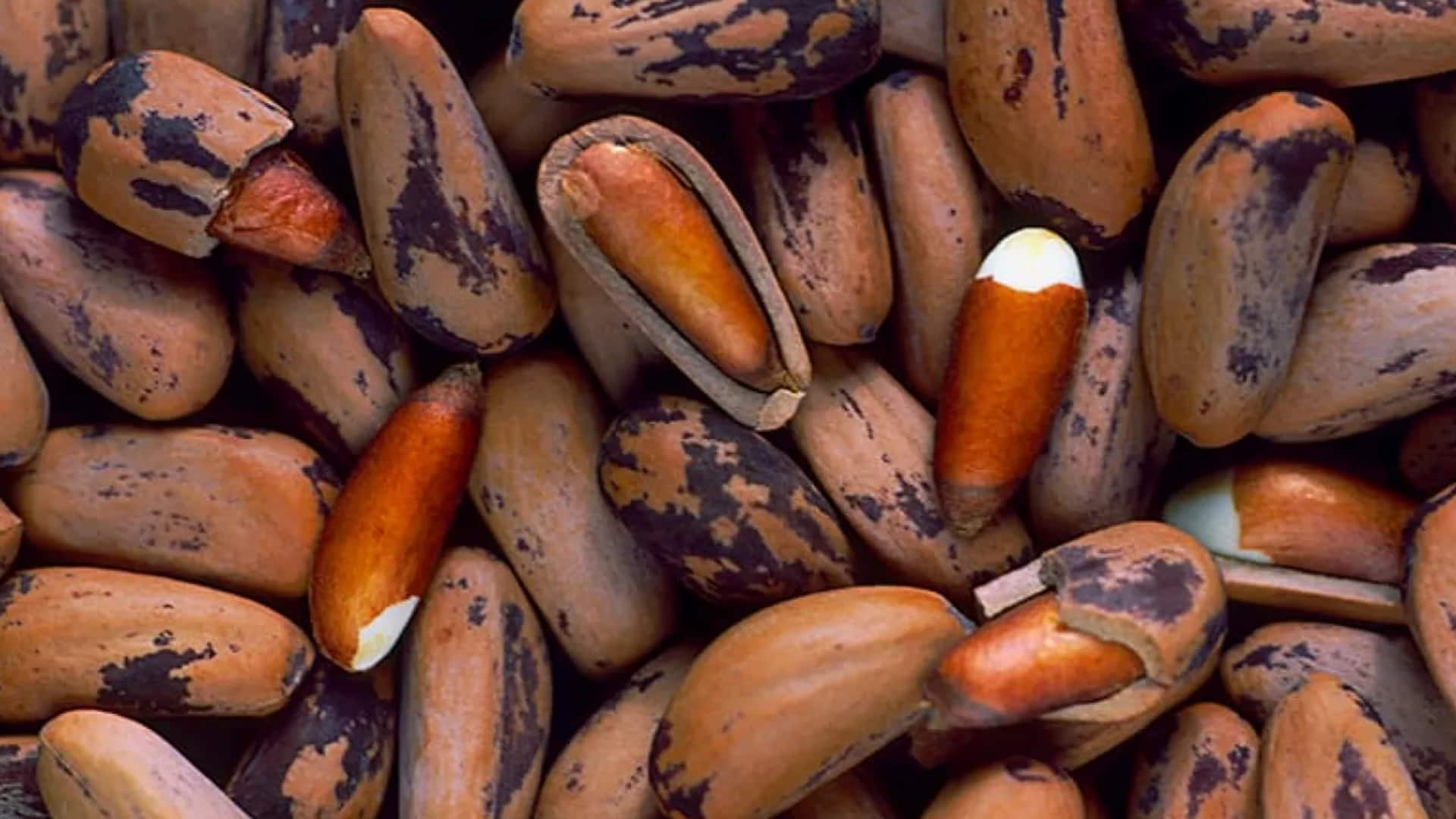 Pine nuts v/s pumpkin seeds: Which is healthier? Pine nuts v/s pumpkin seeds: Which is healthier?