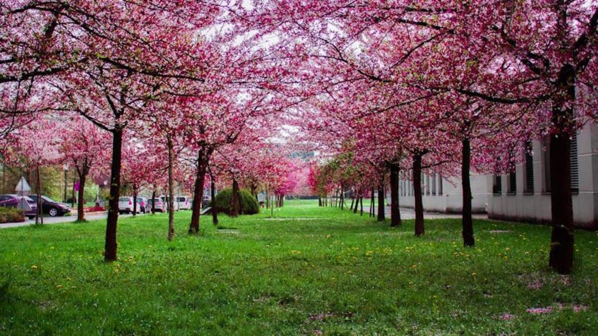 Experience Kyoto's Cherry Blossom Festival, Japan