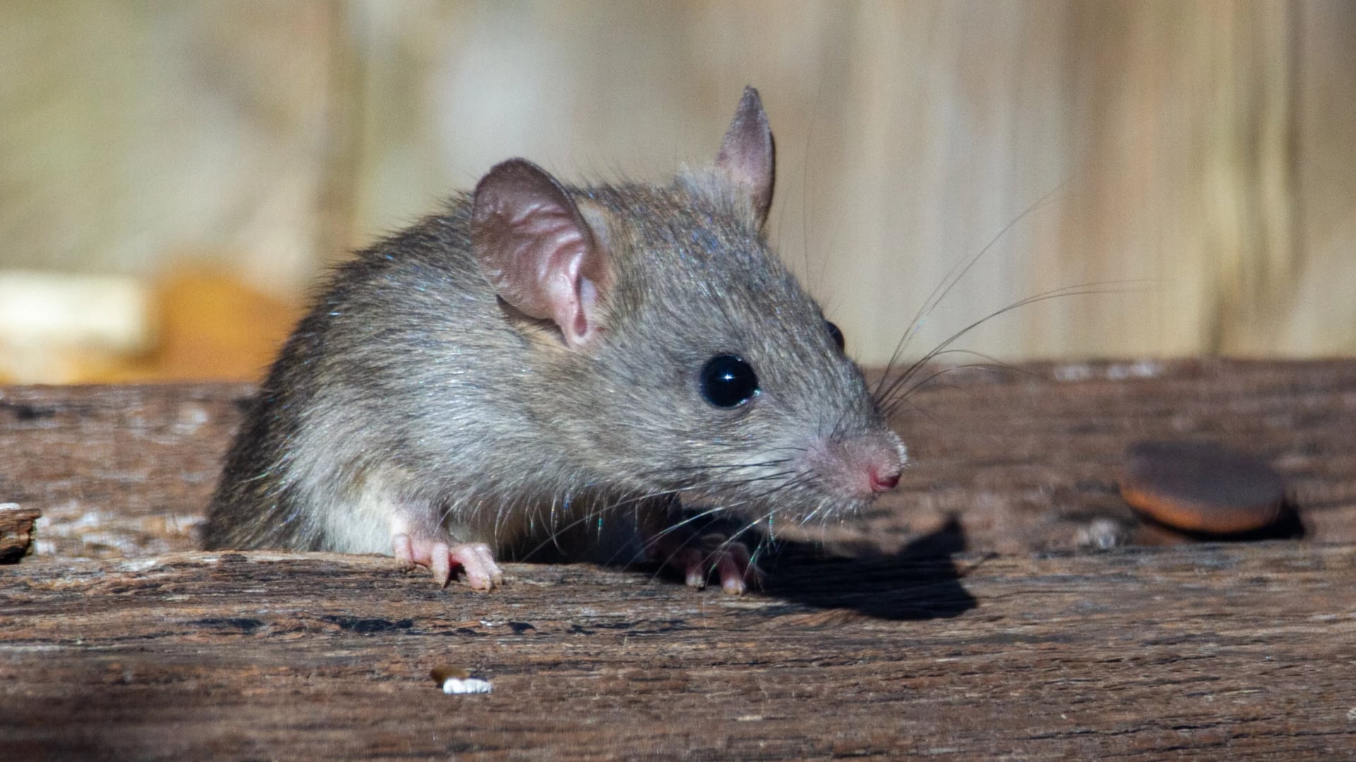 Mice may use sound waves to sniff smells, study reveals