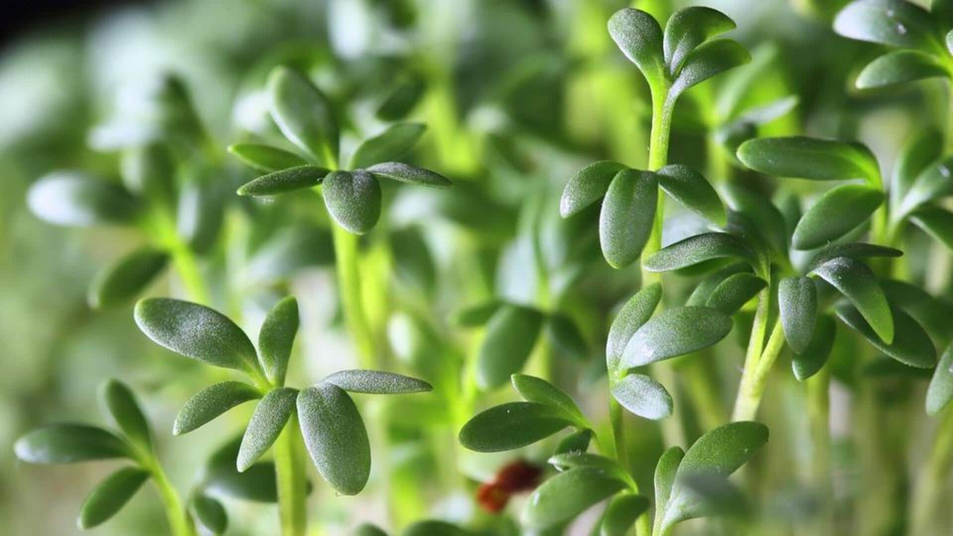 Elevating flavor with African garden cress leaves