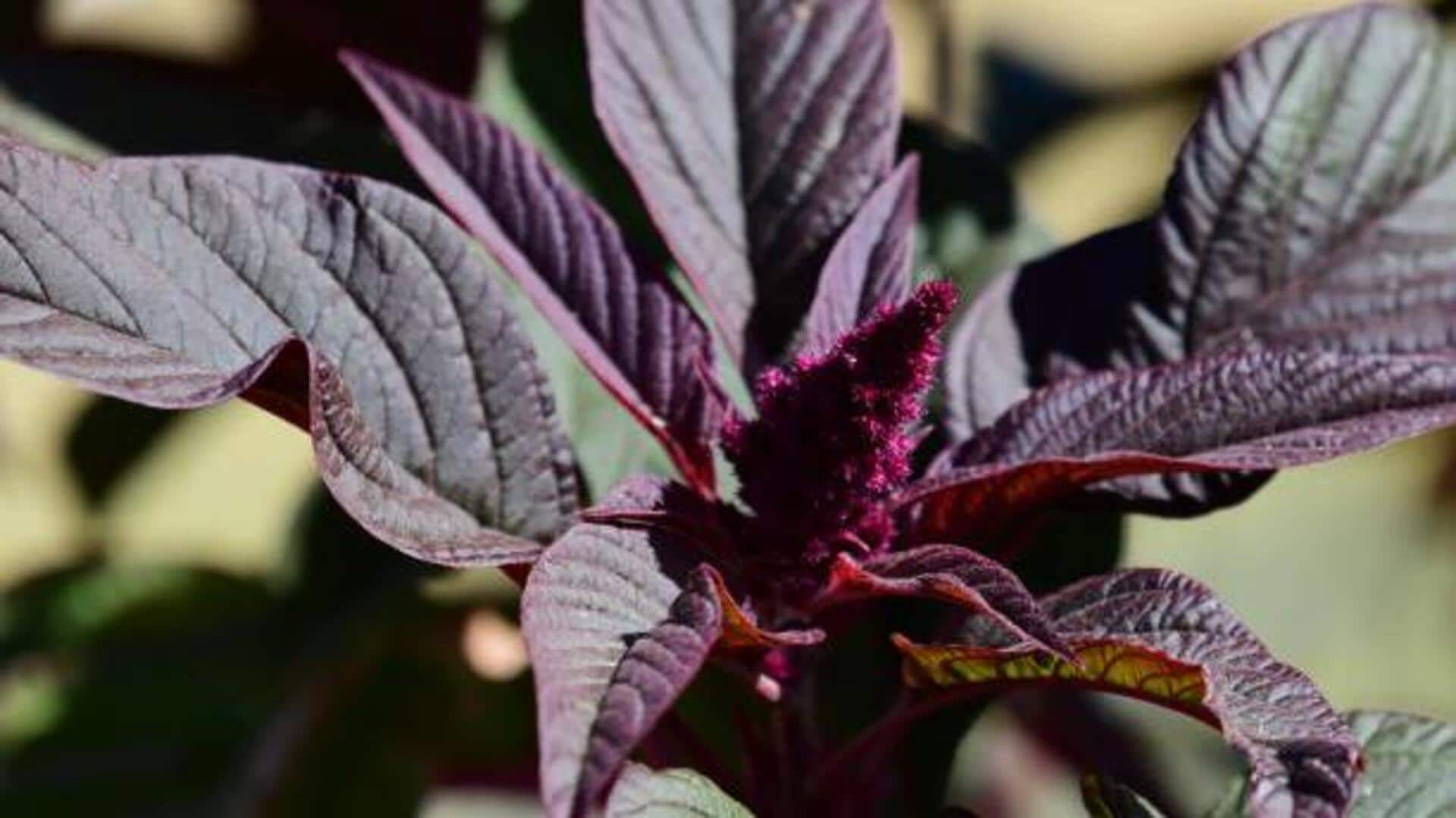 5 reasons to start eating amaranth leaves 