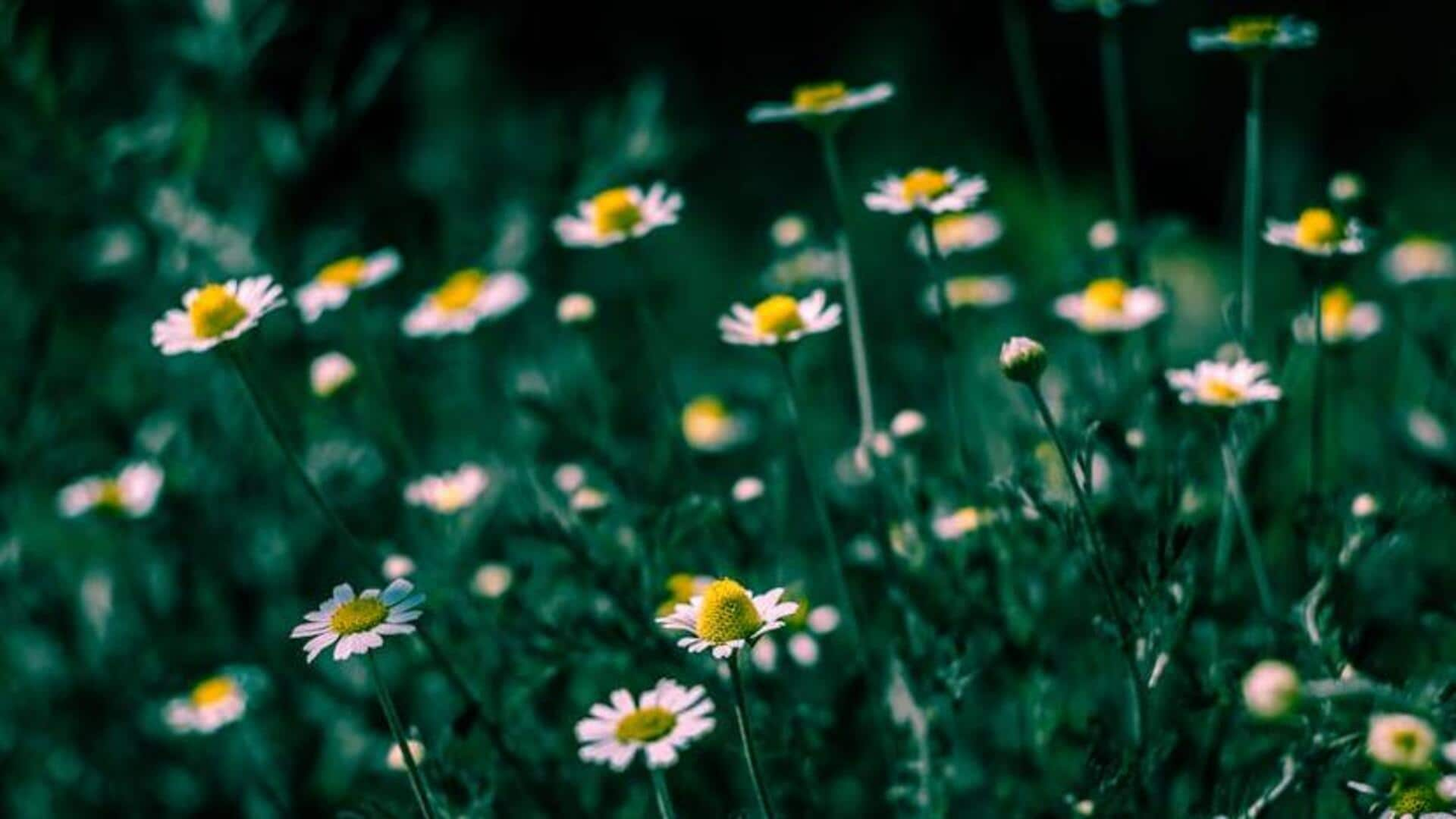 Soothing chamomile: 5 growing tips