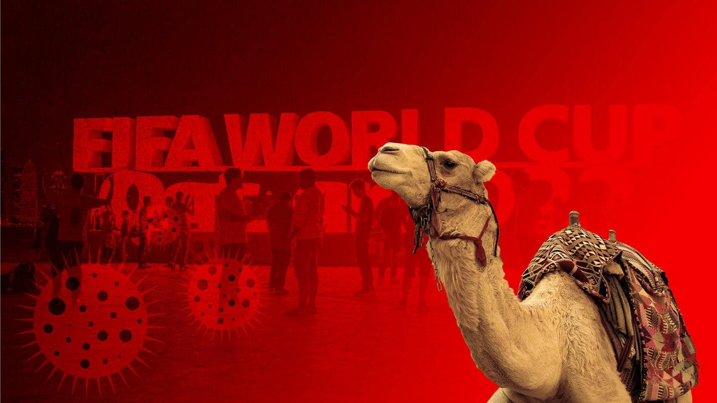 Camel flu threat looms over FIFA World Cup; advisory issued