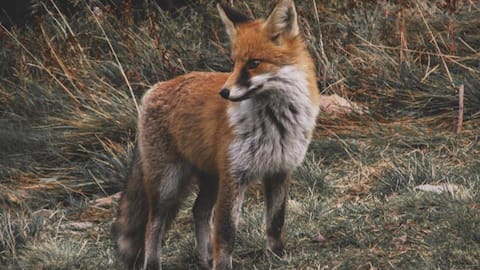 Not dogs but foxes were early human's first companions: Study