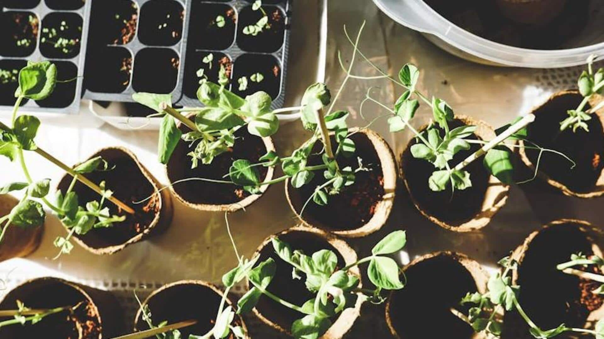 Mastering efficient urban gardening like a pro