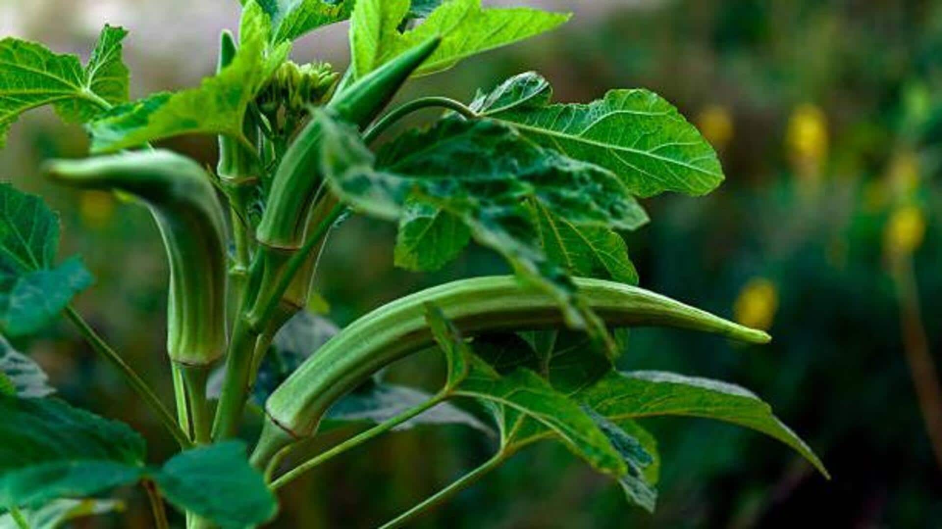 How to use okra leaves in cooking