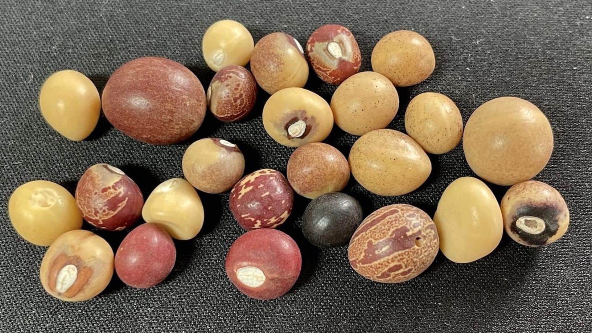 What is Bambara groundnut?