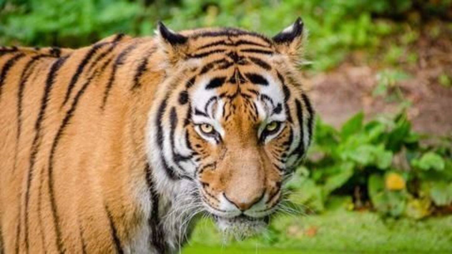 Karnataka's most photographed tiger dies of starvation Karnataka's most photographed tiger dies of starvation