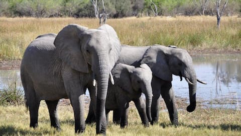 Elephants use individual names for communication, study finds