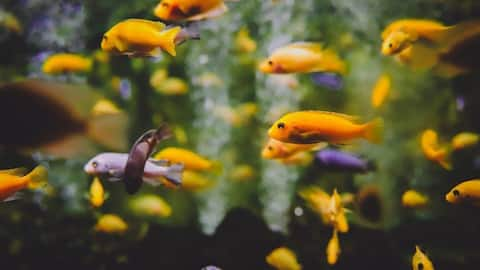 Exploring the healing powers of aquariums