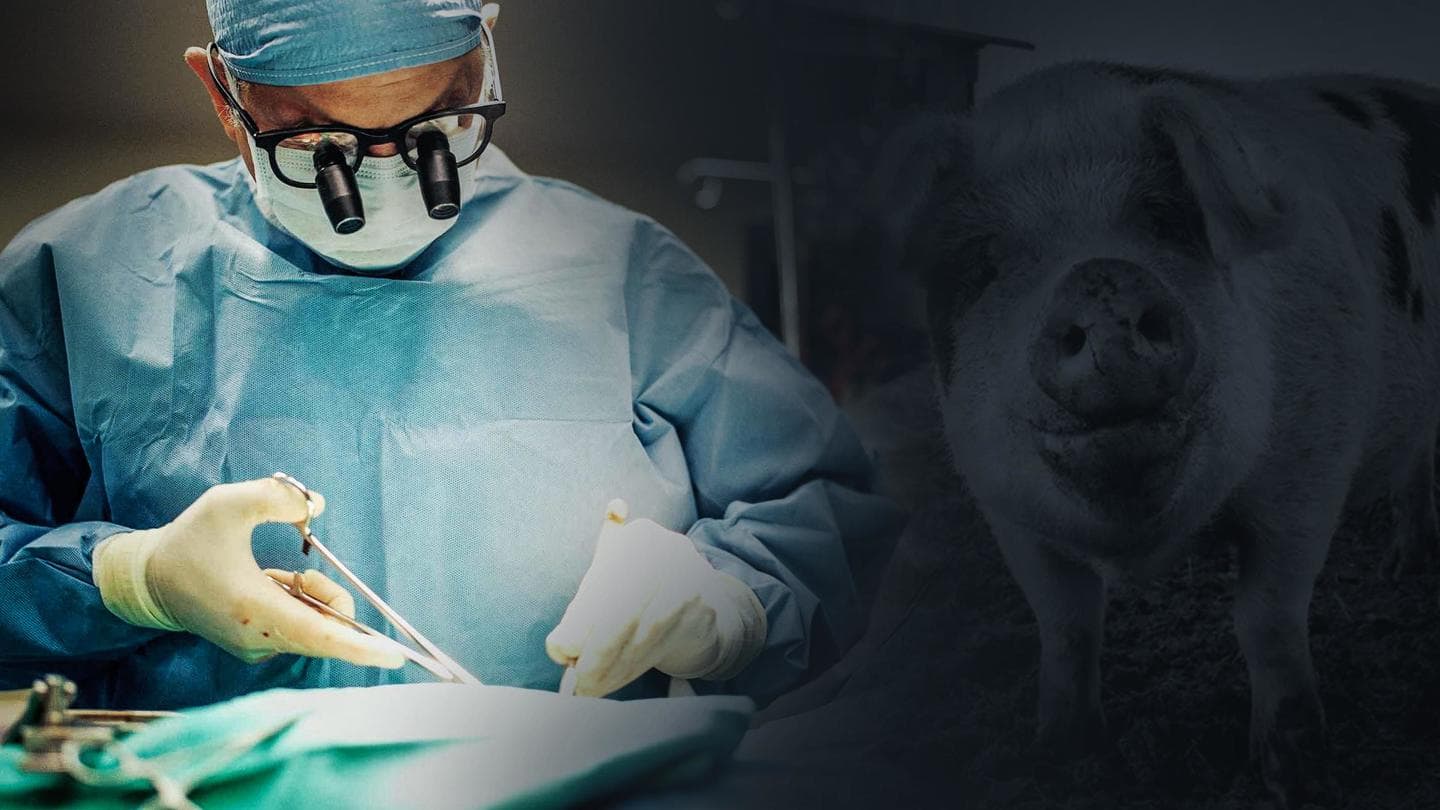 In a first, US doctors transplant pig heart into man