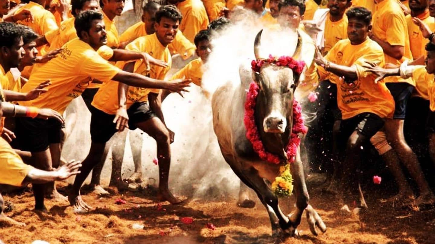 Tamil Nadu: Jallikattu allowed with curbs; check details here