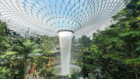 Changi Airport unveils the world's largest sunflower display