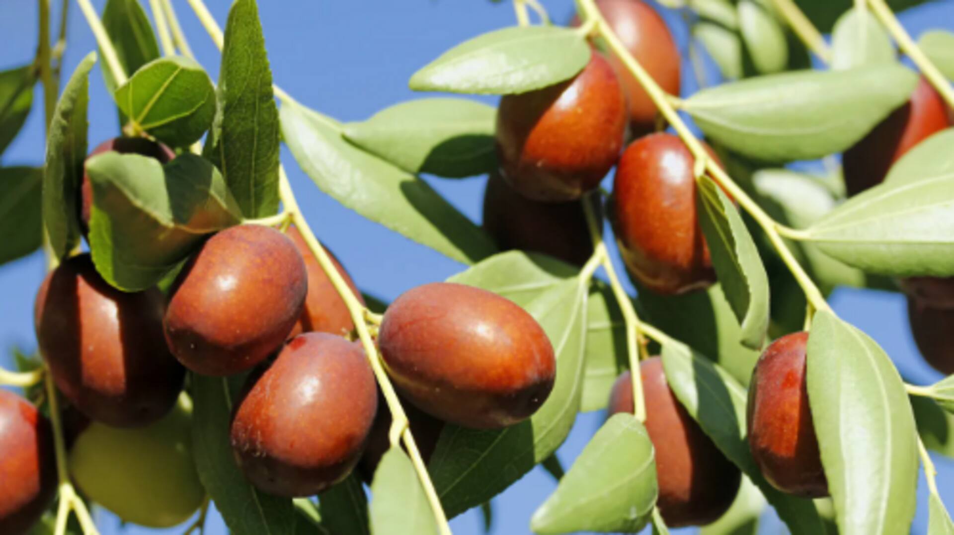 You can easily grow jujube fruit at home: Here's how