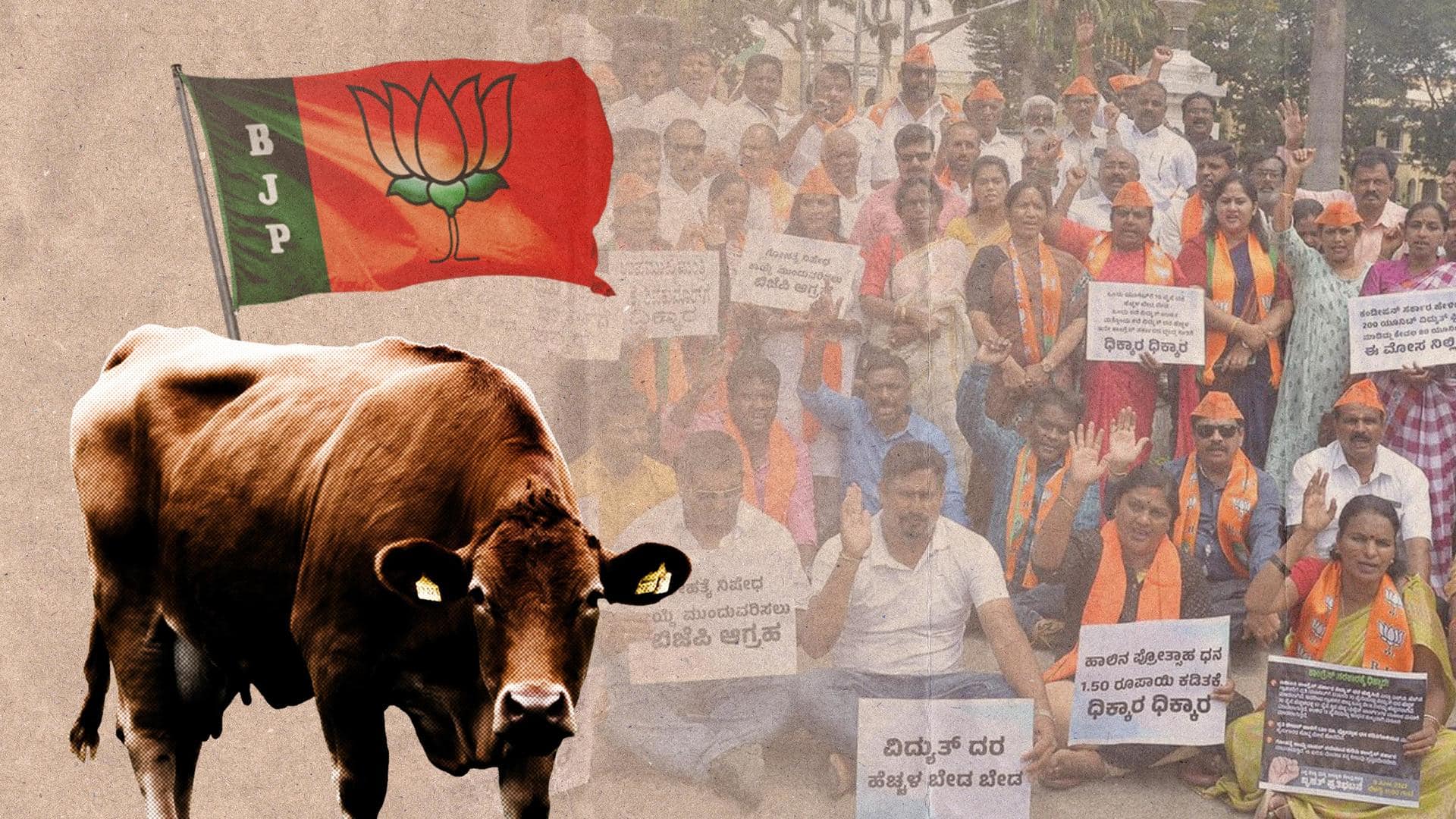 Karnataka: Why BJP workers are protesting with cows