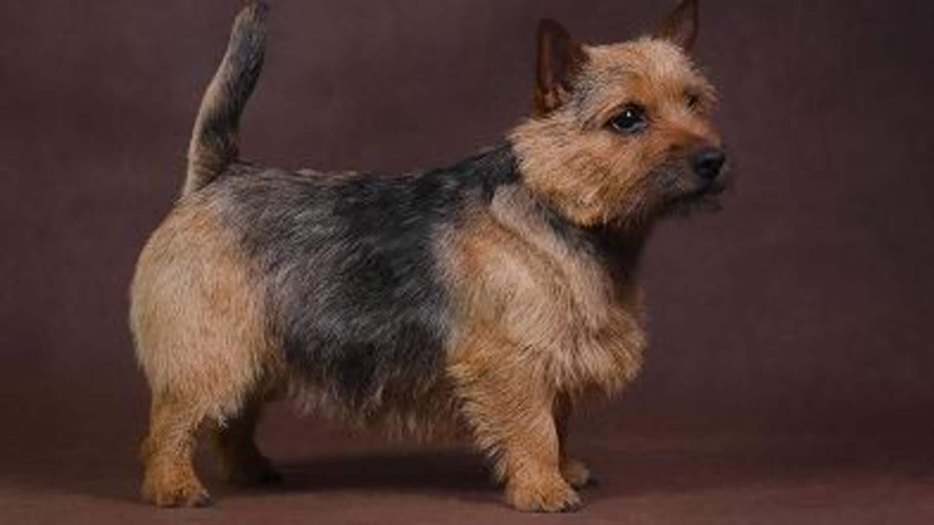 Norwich Terrier exercise regimen guide