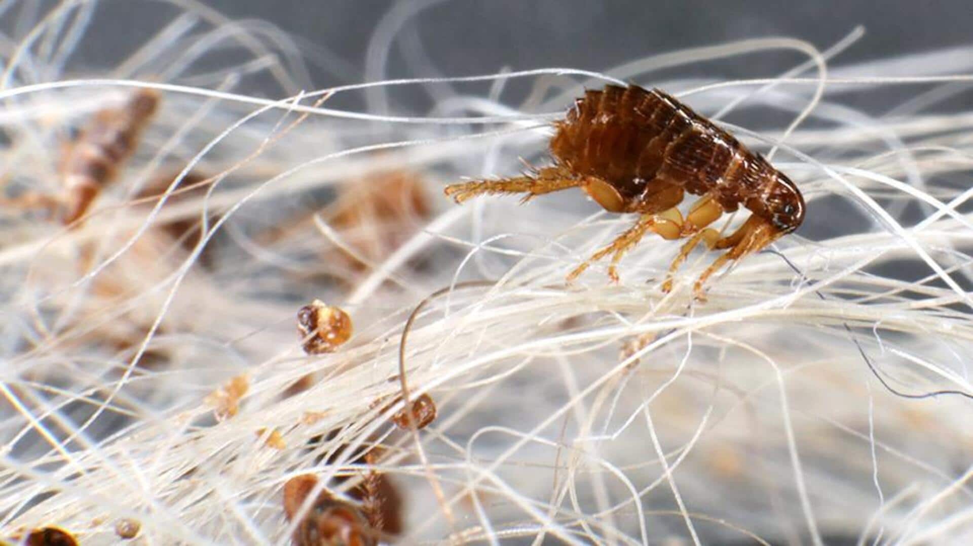 5 home remedies to keep fleas away 5 home remedies to keep fleas away