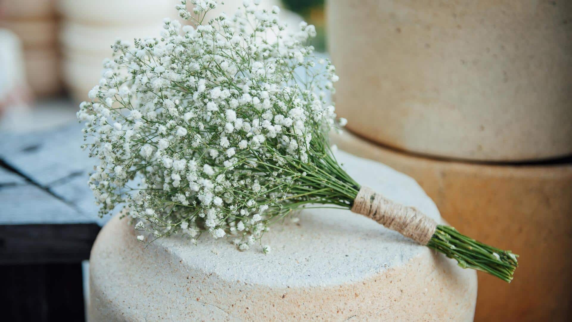 This is how you can grow delicate gypsophila at home