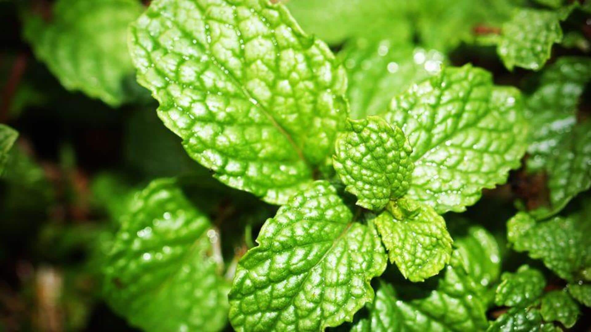 5 reasons to add spearmint to your wellness routine 