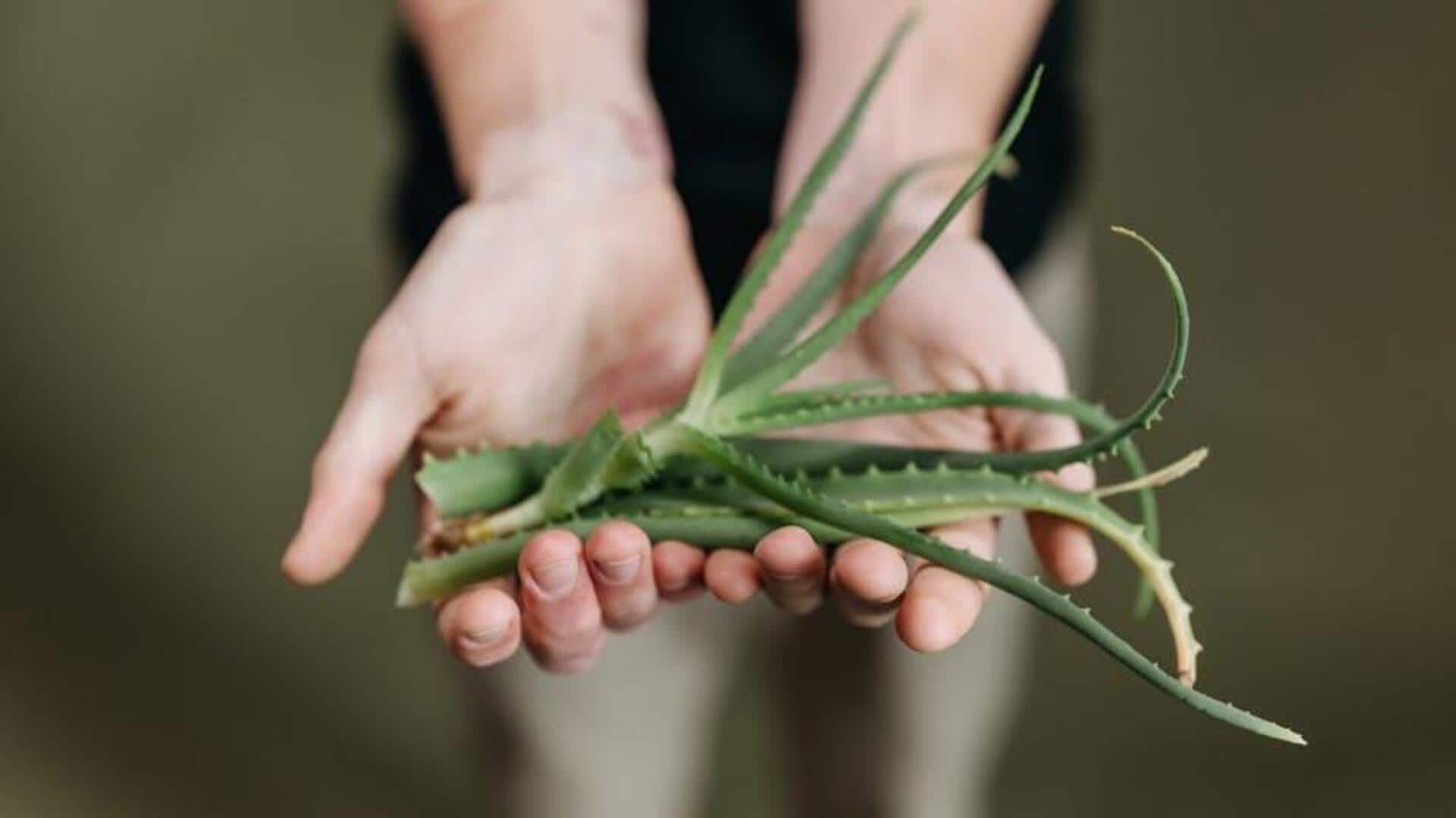 Sunburn relief: 5 herbal solutions that work