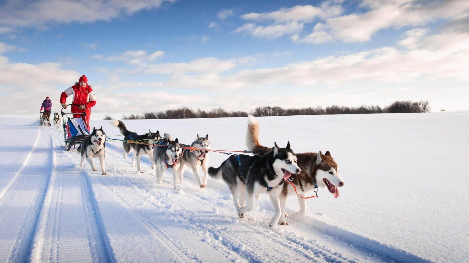 Why you can't leave Canada without trying dog sledding