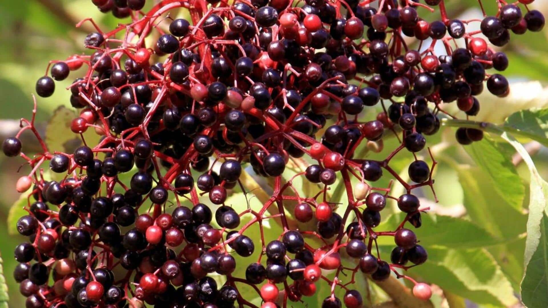 How elderberry seed oil can elevate your morning skincare